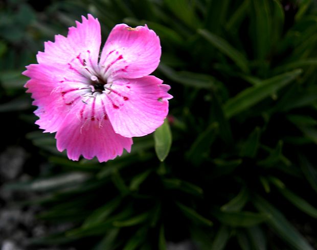 klinček lesklý pravý Dianthus nitidus Waldst. et Kit.