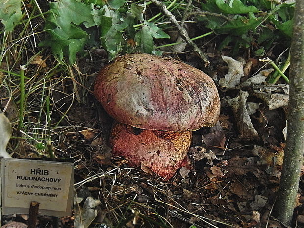 hríb vínovočervený Imperator rhodopurpureus Smotl.