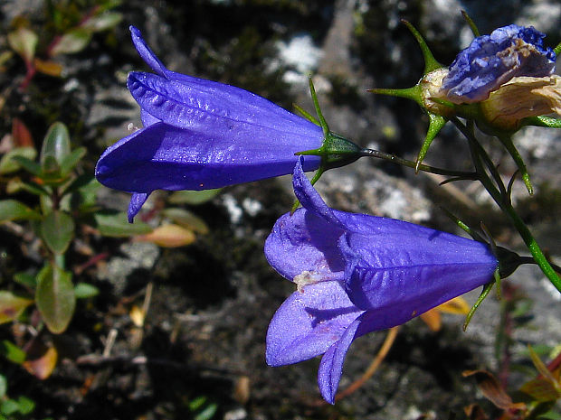 zvonček okrúhlolistý sudetský Campanula rotundifolia subsp. sudetica (Hruby) Soó