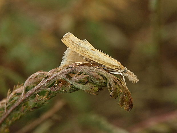 trávovec prúžkatý Agriphila inquinatella