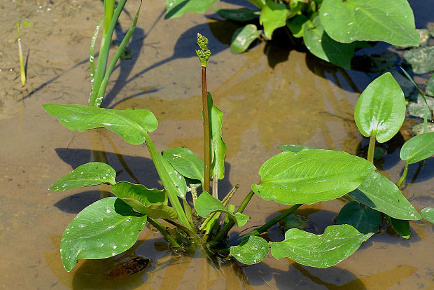 žabník skorocelový Alisma plantago-aquatica L.