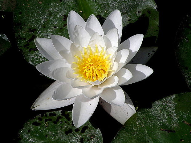 lekno biele Nymphaea alba L.