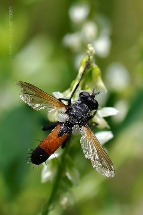bystruša Cylindromyia brevicornis