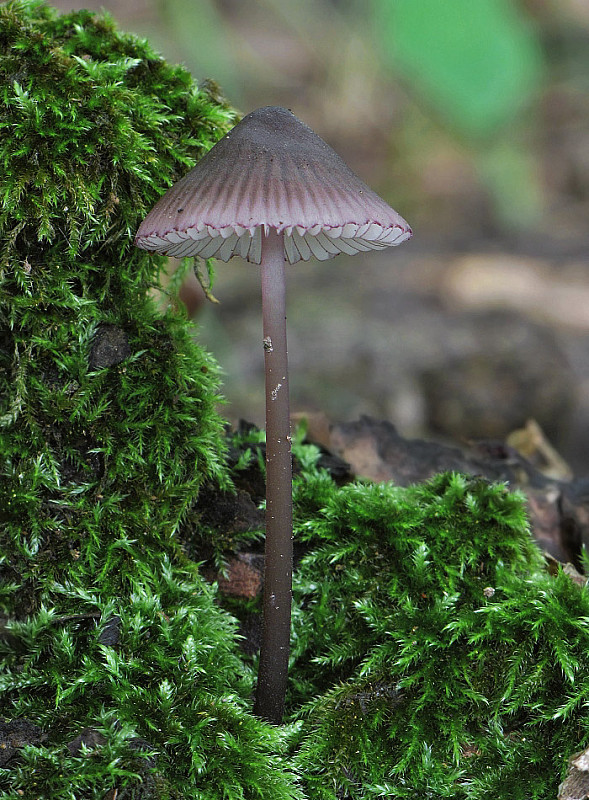 prilbička fialovookrajová Mycena purpureofusca (Peck) Sacc.