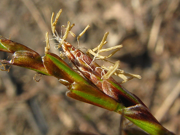ostrica prstnatá Carex digitata L.