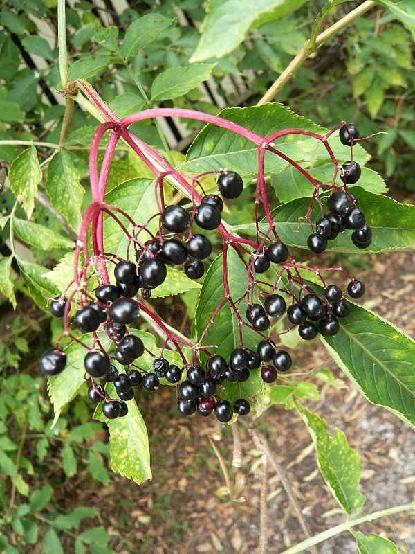 baza čierna Sambucus nigra L.