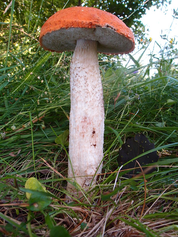 kozák osikový Leccinum albostipitatum den Bakker & Noordel.