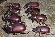nosorožtek obyčajný (scarabeus)