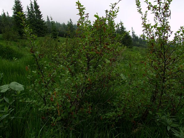 jelša zelená Alnus alnobetula (Ehrh.) Hartig