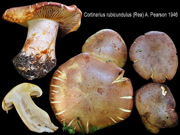pavučinovec tmavočervený Cortinarius rubicundulus (Rea) A. Pearson