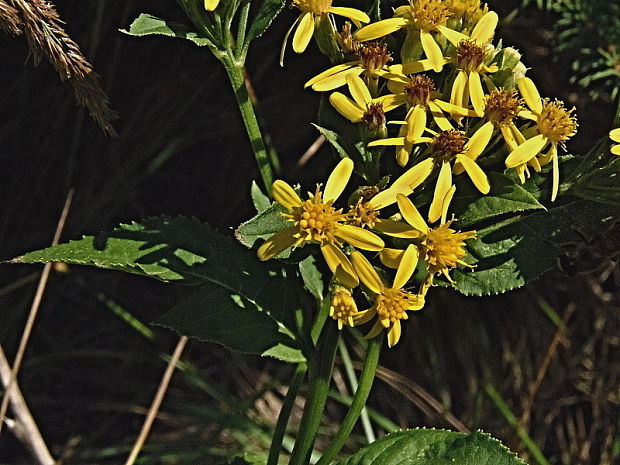 starček vajcovitolistý Senecio ovatus (P. Gaertn., B. Mey. et Scherb.) Willd.
