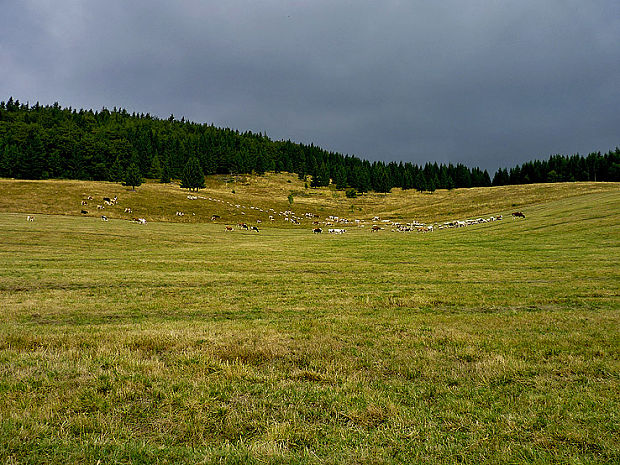 kravičky a ovečky