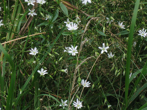 hviezdica trávovitá Stellaria graminea L.