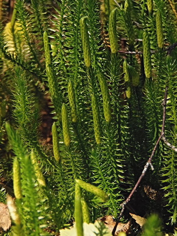 plavúň pučivý Lycopodium annotinum L.