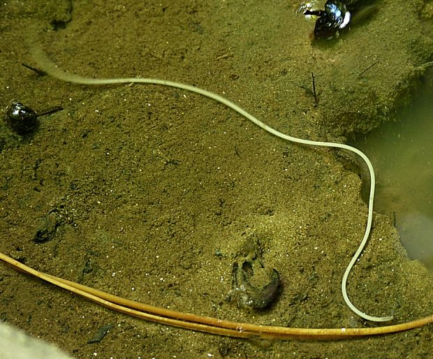 strunovec Nematomorpha sp.
