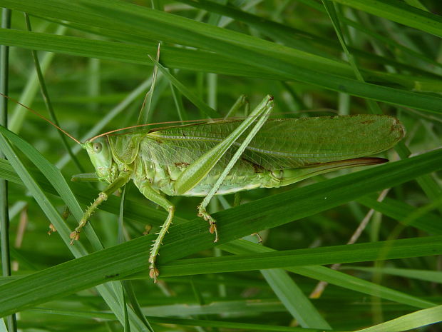 kobylka zelená  Tettigonia viridissima