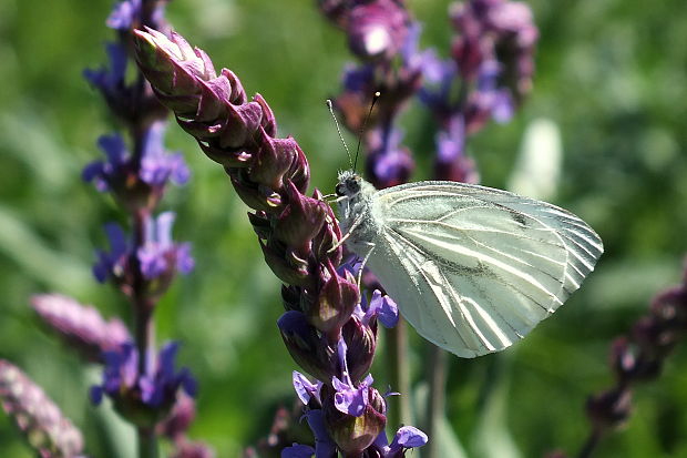 mlynárik repkový  Pieris napi