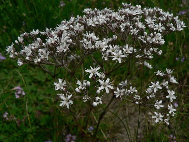 gypsomilka zväzkovitá piesočná Gypsophila fastigiata subsp. arenaria (Waldst. et Kit. ex Willd.) Domin