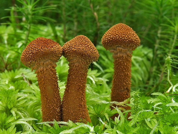 zrnivka Cystoderma sp.