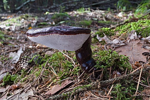 lesklokôrovka ihličnanová Ganoderma carnosum Pat.