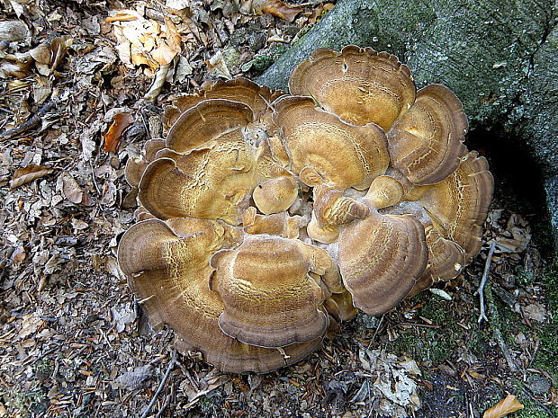 vejárovec obrovský Meripilus giganteus (Pers.) P. Karst.