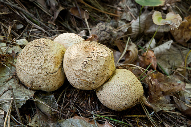 pestrec obyčajný Scleroderma citrinum Pers.
