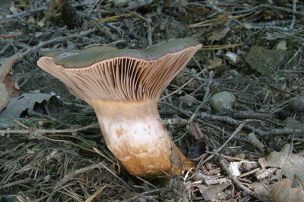 sliziak lepkavý Chroogomphus rutilus (Schaeff.) O.K. Mill.