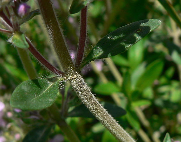 dúška holá - mateřídouška olysalá Thymus glabrescens Willd.