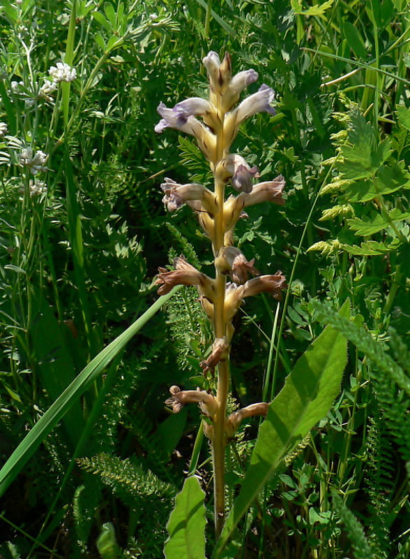 zárazovec purpurový Phelipanche purpurea (Jacq.) Soják
