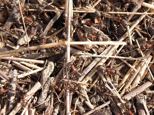 mravce