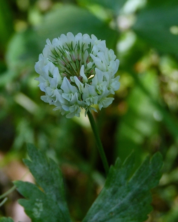 ďatelina plazivá Trifolium repens L.