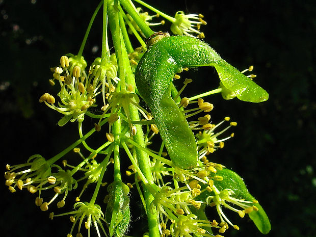 javor horský Acer pseudoplatanus L.
