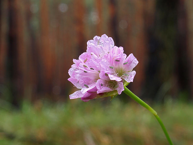 trávnička obyčajná Armeria vulgaris Willd.