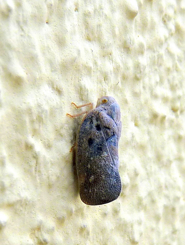cikádka Metcalfa pruinosa,Flatidae