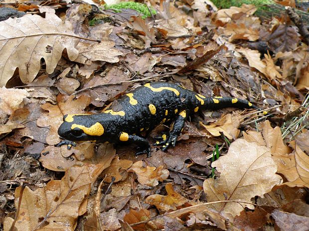 salamandra škvrnitá / mlok skvrnitý Salamandra salamandra Linnaeus, 1758