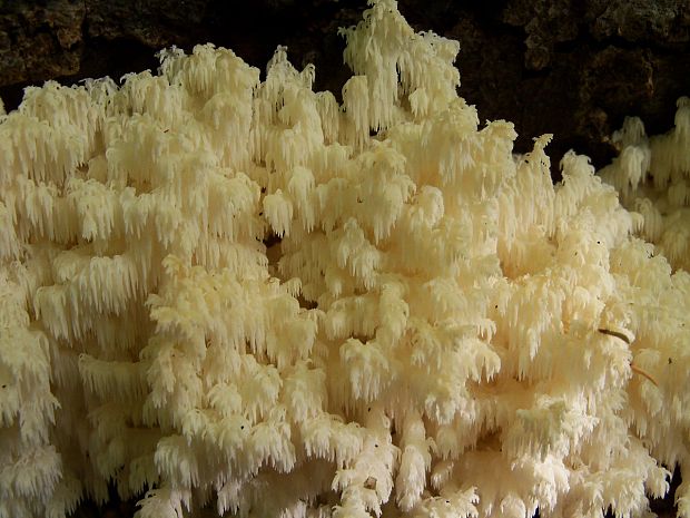 koralovec bukový Hericium coralloides (Scop.) Pers.