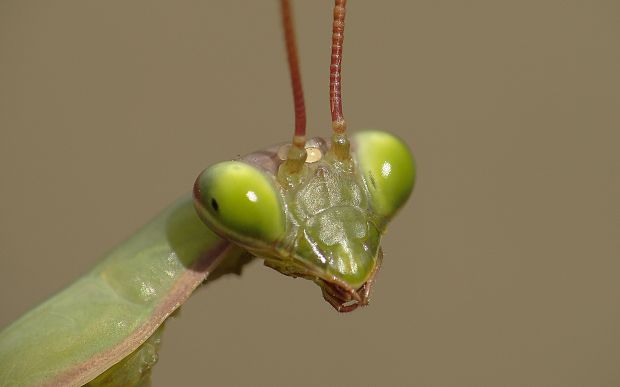 modlivka zelená/kudlanka nábožná Mantis religiosa Linnaeus