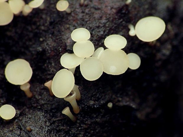 čiašočka kučeravá Phaeohelotium fagineum (Pers.) Hengstm.