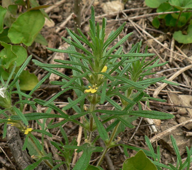 zbehovček chijský trojený Chamaepitys chia subsp. trifida  (Dumort.) Kmeťová