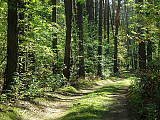  Lesná cestička