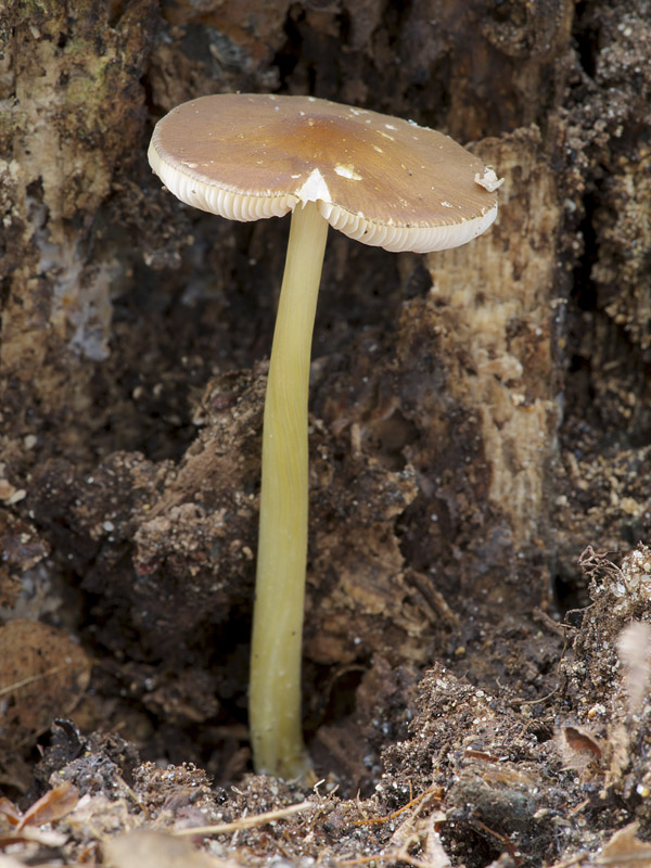 štítovka žltohlúbiková Pluteus romellii (Britzelm.) Sacc.