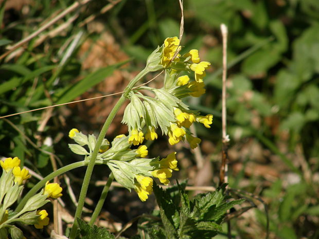 prvosienka jarná Primula veris L.