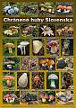 plagát Chránené huby Slovenska