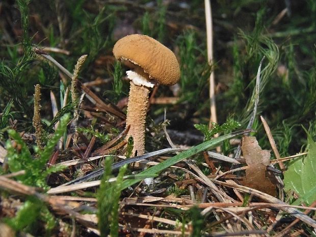 zrnivka okrová Cystoderma amianthinum (Scop.) Fayod