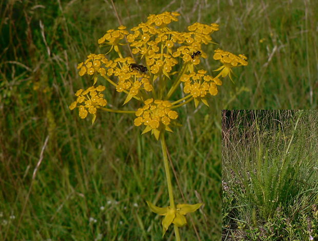 Ferulago sylvatica subsp. confusa (Velen.) Hartvig