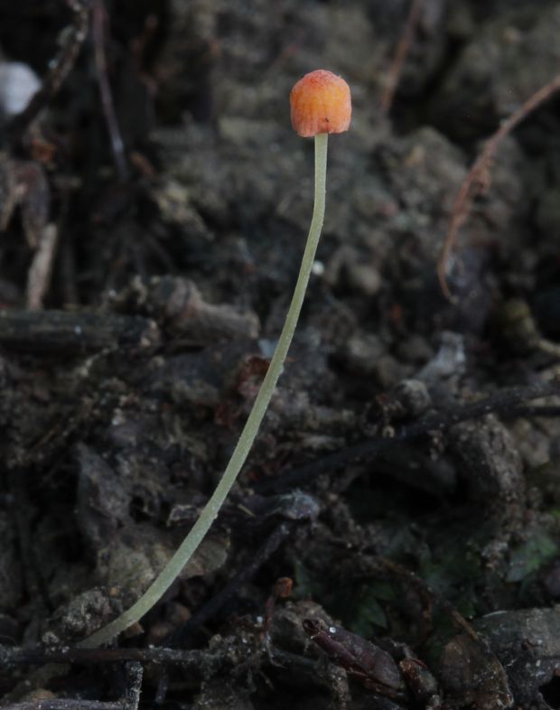 prilbička ihličková Mycena acicula (Schaeff.) P. Kumm.