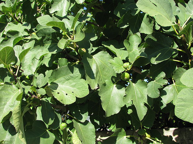 figovník Ficus carica L.
