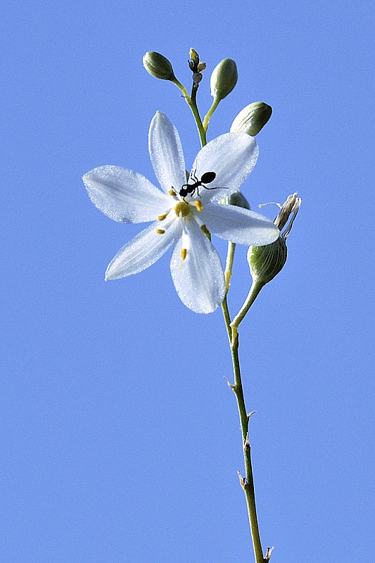 jagavka konáristá  Anthericum ramosum L.