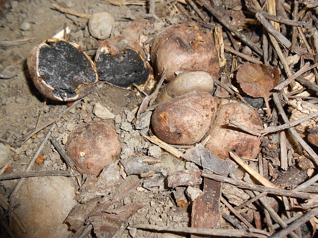 pestrec Scleroderma sp.