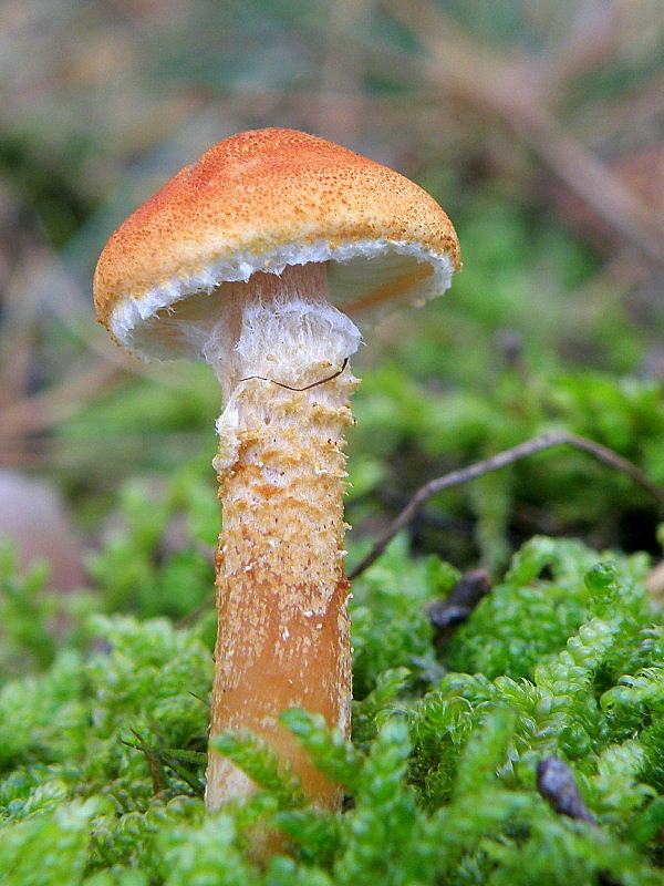 zrnivka okrová Cystoderma amianthinum (Scop.) Fayod